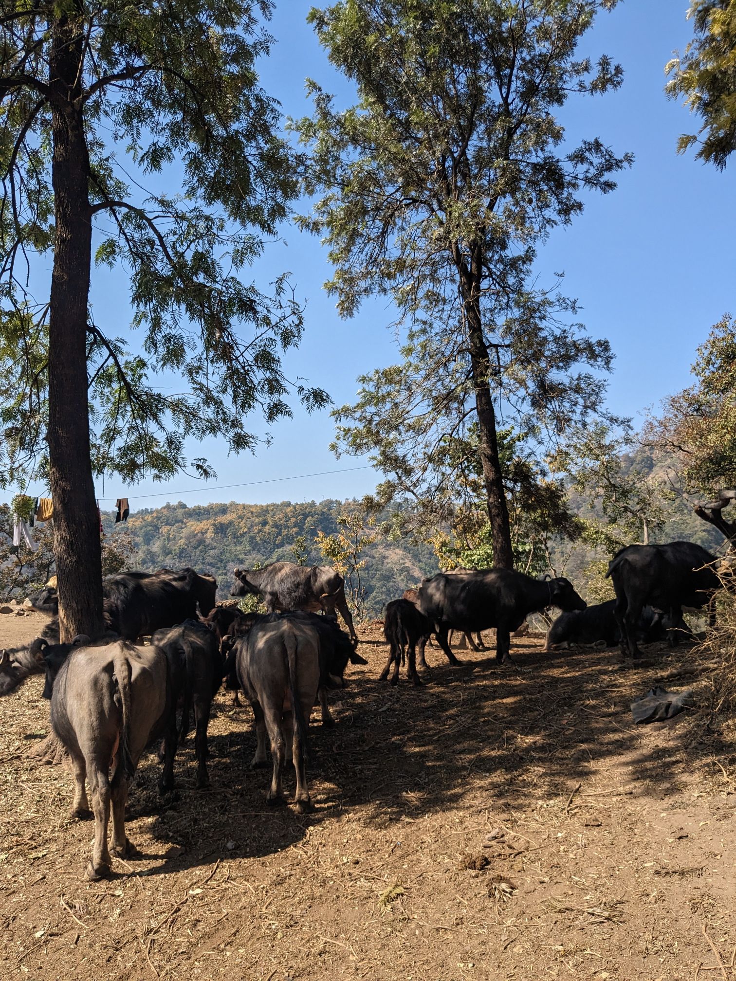 Patho Village Cows